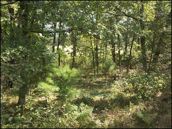 P9220341P_web