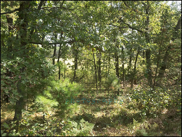 P9220340O_web