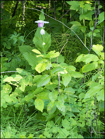 P6200774D_web