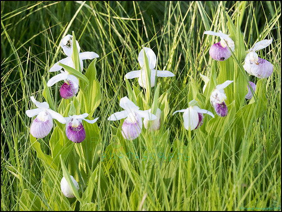 P6200827L_web