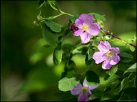 P6200706H_web