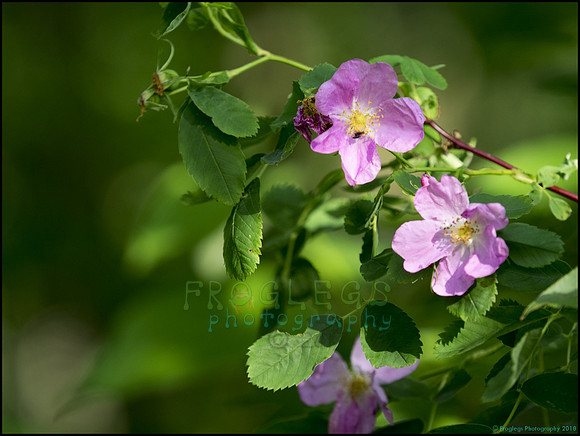 P6200706H_web
