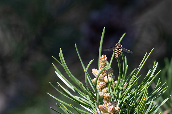FRG_1778
