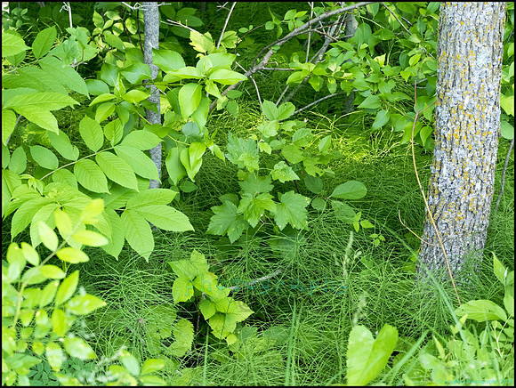 P6200748A_web