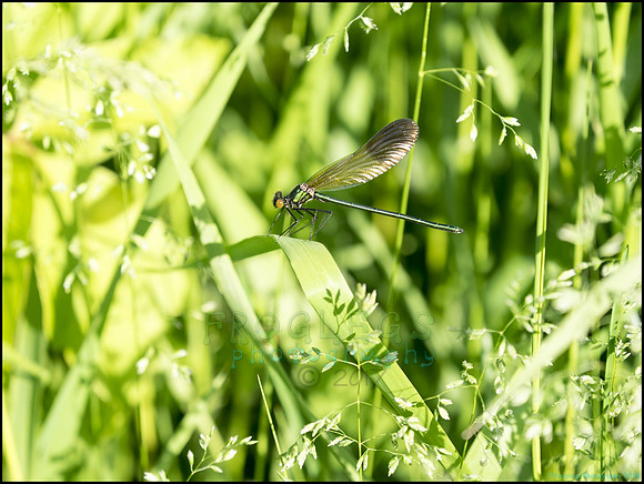 P6200700D_web