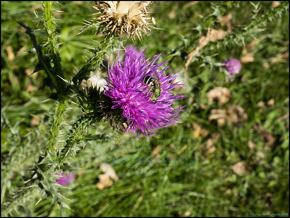 BrophyNorth33_web