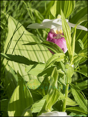 P6200730P_web