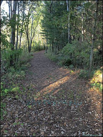 Spruce_Hill_29_web
