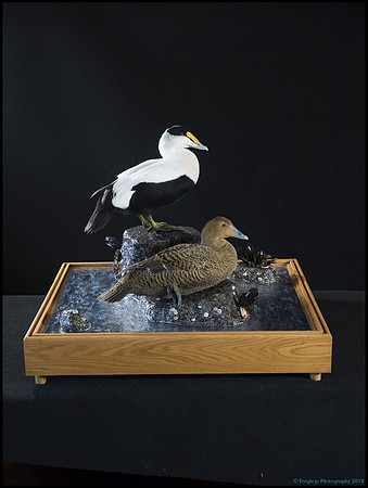 FROG1289_web