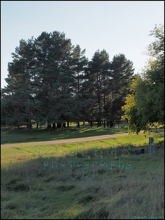 Spruce_Hill_42_web