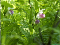 P6200728N_web