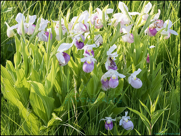 P6200829N_web