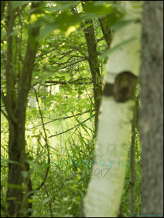 P6200720F_web