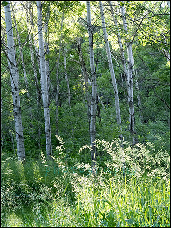 P6200758I_web