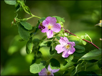 P6200705G_web