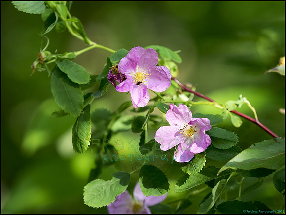 P6200705G_web