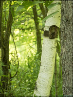 P6200719E_web