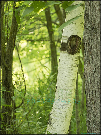 P6200719E_web