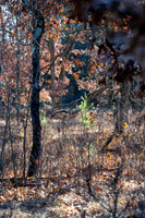 FRG_5251
