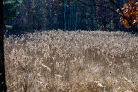 FRG_5255