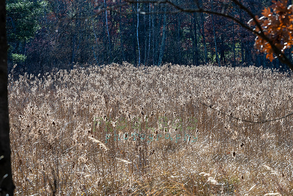FRG_5255