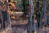 FRG_5261