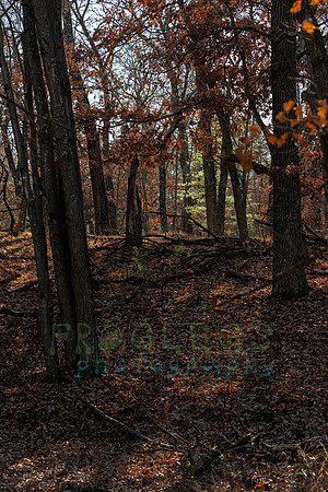 FRG_5267