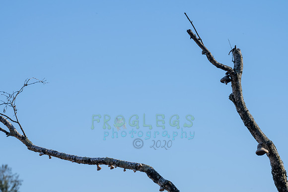 FRG_5281