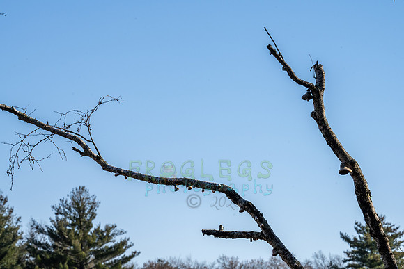 FRG_5282
