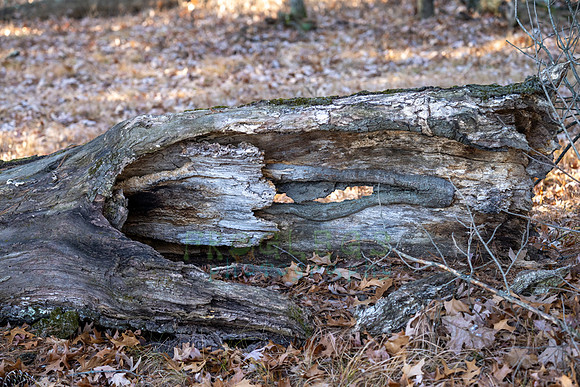 FRG_5306