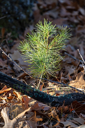FRG_5343