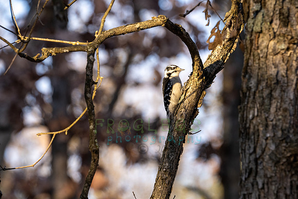 FRG_5369