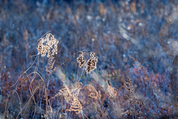 FRG_5345