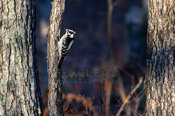 FRG_5433