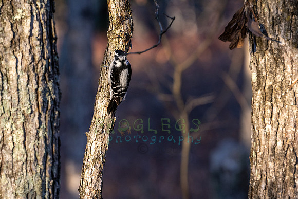 FRG_5439