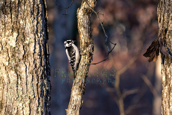 FRG_5445