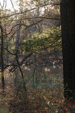 FRG_5454