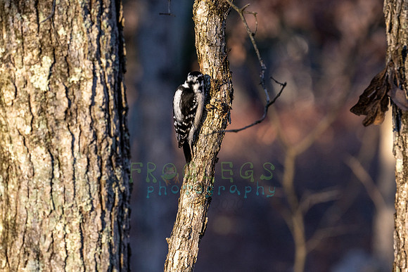 FRG_5446