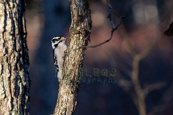 FRG_5406