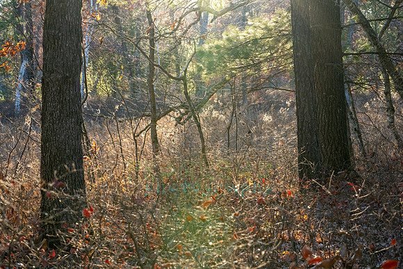 FRG_5461