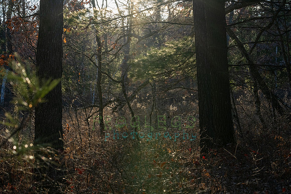 FRG_5460