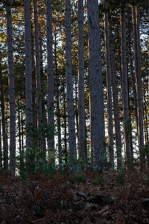 FRG_5475