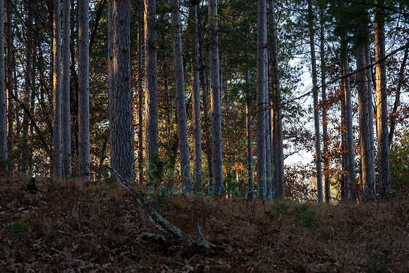 FRG_5474