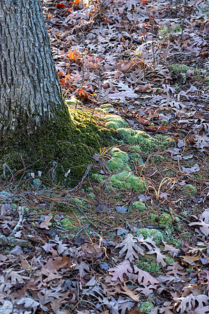 FRG_5465