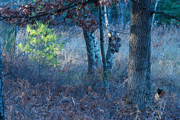 FRG_5468