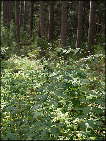 p8150163_web