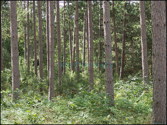 p8150157_web