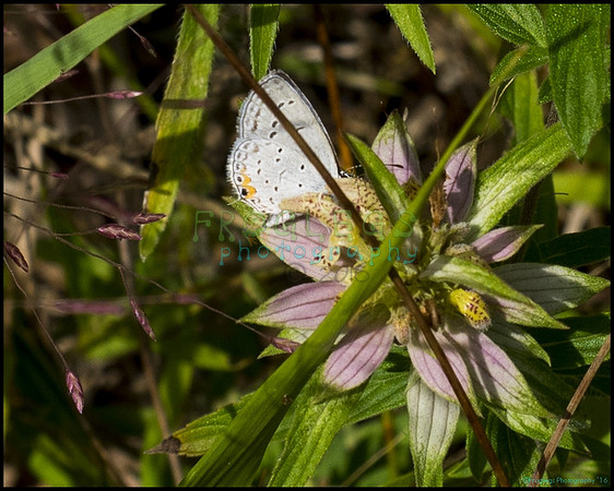 blue_butterfly2_web