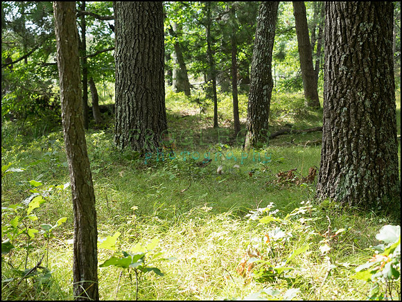 p8150095_web