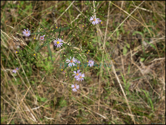 p8150189_web